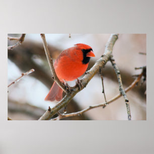 Affiche Cardinal Bird
