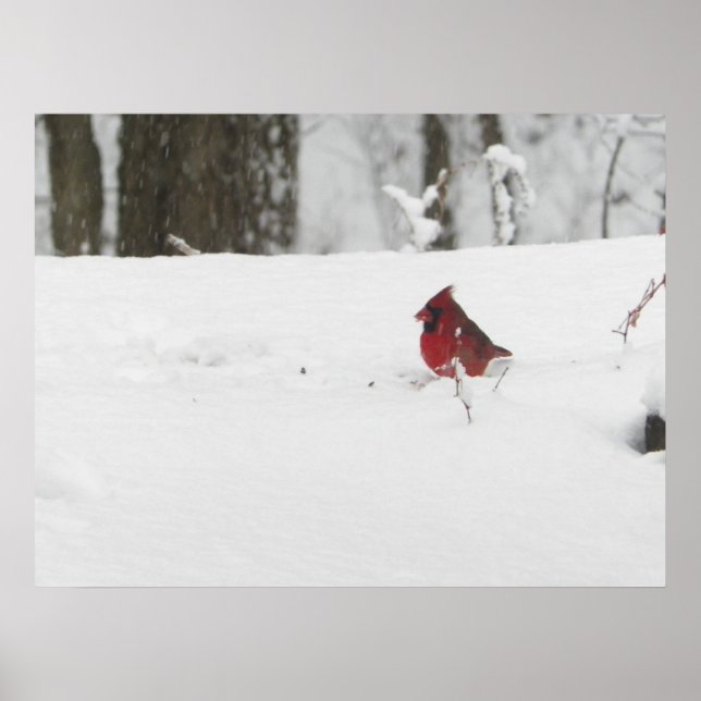 Affiche Cardinal Bird in the Winter Snow Photo (Devant)