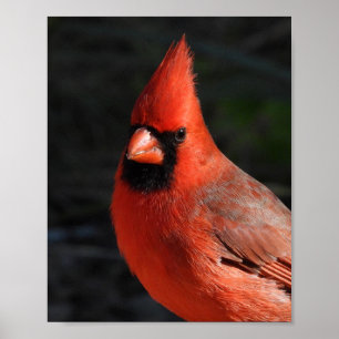 Affiche Cardinal boréal Rouge Portrait d'oiseau Photograph