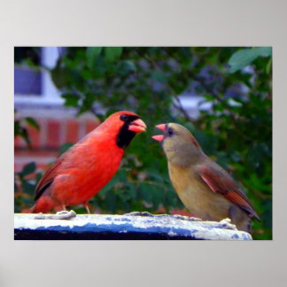 Affiche Cardinal Couple Eating