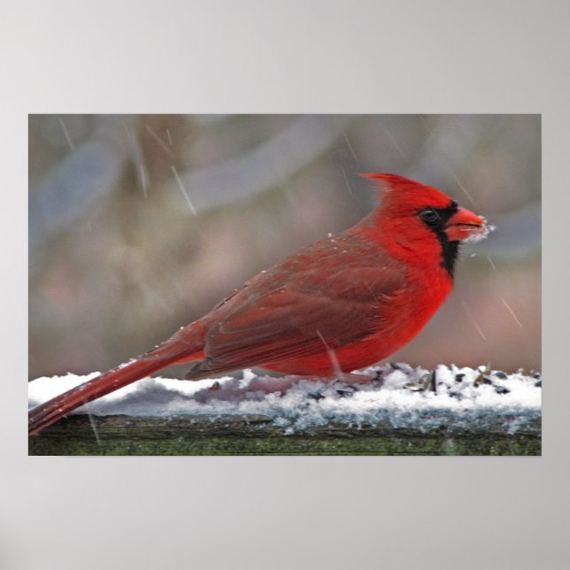 Affiche Cardinal dans la neige (Devant)