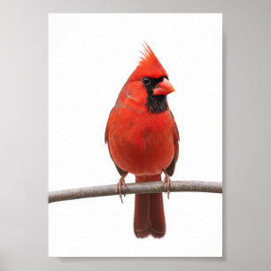 Affiche Cardinal dans la neige