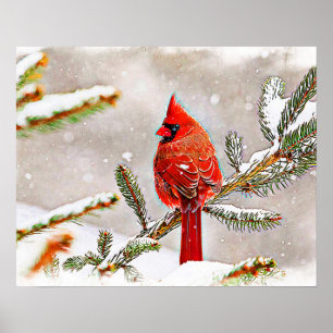 Affiche Cardinal dans un pin en hiver