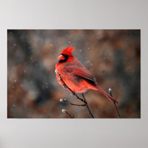 Affiche Cardinal dans une tempête de neige