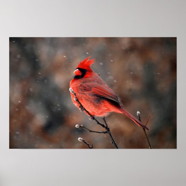 Affiche Cardinal dans une tempête de neige (Devant)