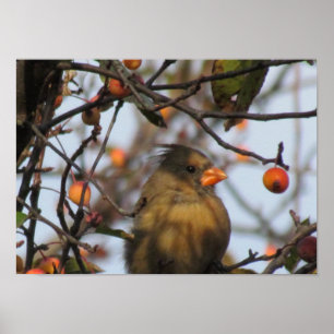 Affiche Cardinal d'automne
