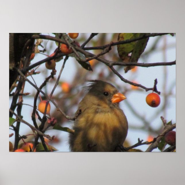 Affiche Cardinal d'automne (Devant)