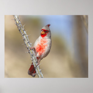 Affiche Cardinal des arides