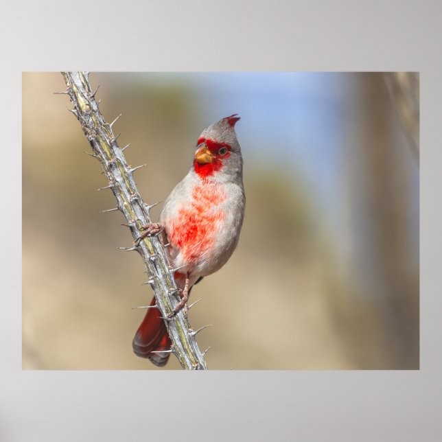 Affiche Cardinal des arides (Devant)