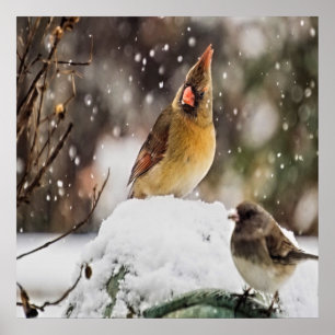 Affiche Cardinal Et Bruant Dans La Neige