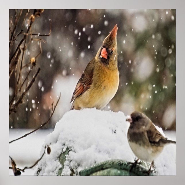 Affiche Cardinal Et Bruant Dans La Neige (Devant)