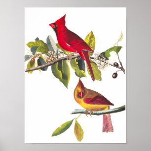 Affiche Cardinal Grosbeak par John James Audubon