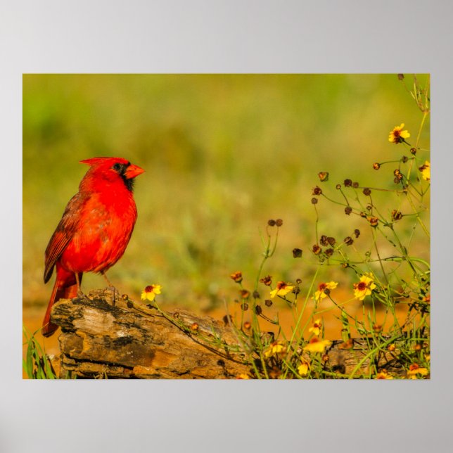 Affiche Cardinal mâle sur une bûche (Devant)