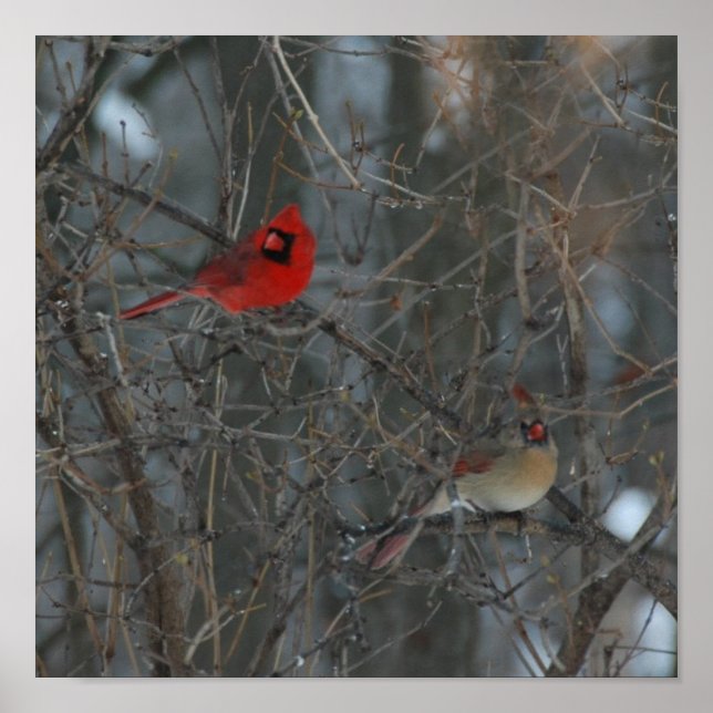Affiche Cardinal Pair (Devant)