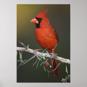 Affiche Cardinal rouge, Cardinalis cardinalis, mâle