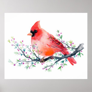 Affiche Cardinal rouge d'aquarelle sur la branche de baie