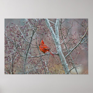 Affiche Cardinal rouge d'hiver dans le Berry Tree