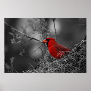 Affiche Cardinal rouge du Nord - Photographie d'oiseaux