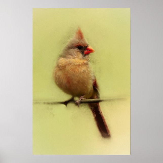 Affiche Cardinal rouge femelle chanteur (Devant)