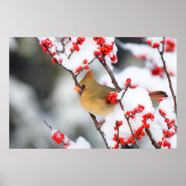 Affiche Cardinal rouge femelle sur Ilex verticillé (Devant)