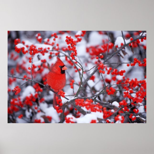Affiche Cardinal rouge mâle, Hiver, IL (Devant)