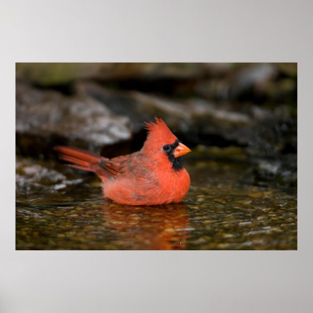 Affiche Cardinal rouge mâle se baignant (Devant)