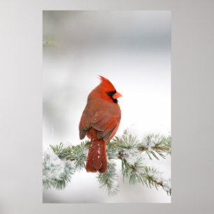 Affiche Cardinal rouge mâle sur Cèdre de l'Atlas bleu