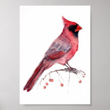 Cardinal rouge oiseau