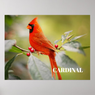 Affiche Cardinal rouge perché dans un arbre