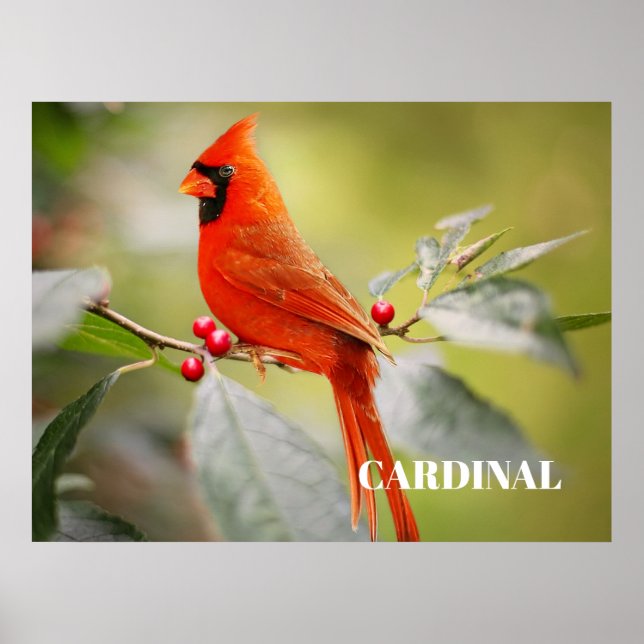 Affiche Cardinal rouge perché dans un arbre (Devant)