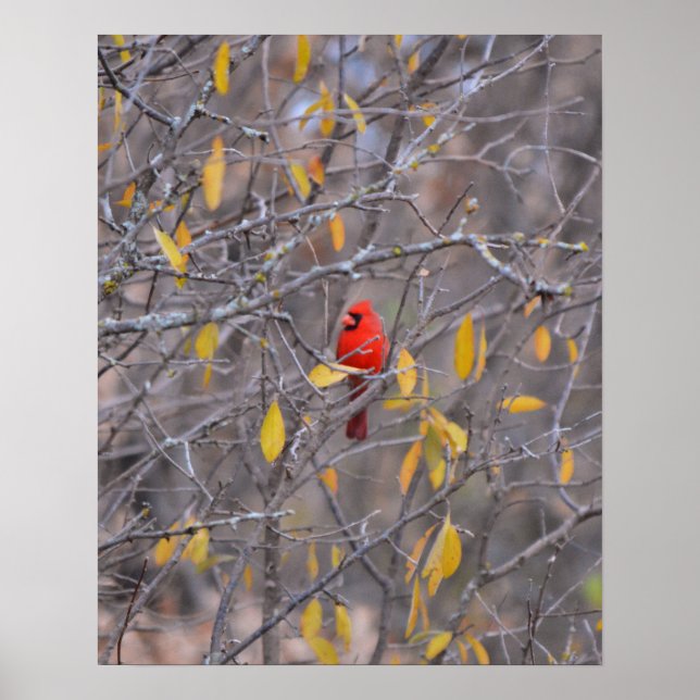 Affiche Cardinal Rouge solitaire à l'automne Arbre d'autom (Devant)