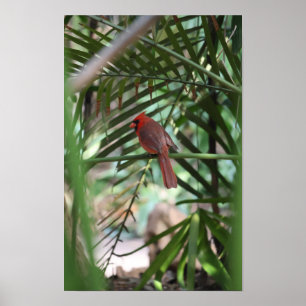 Affiche Cardinal tropical dans les palmiers