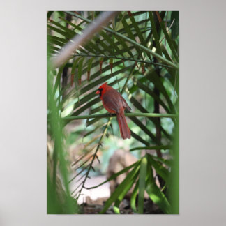 Affiche Cardinal tropical dans les palmiers