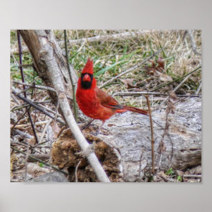 Affiche Cardinal vibrant