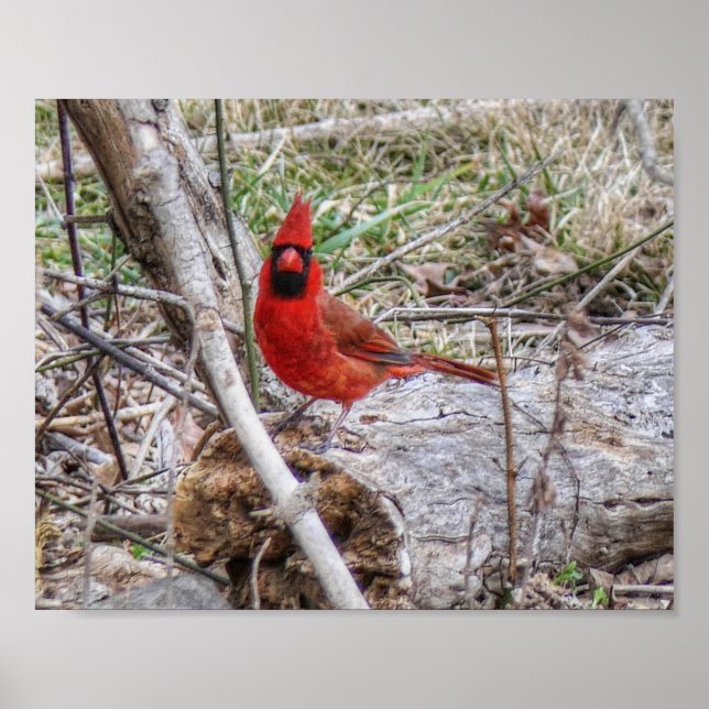 Affiche Cardinal vibrant (Devant)