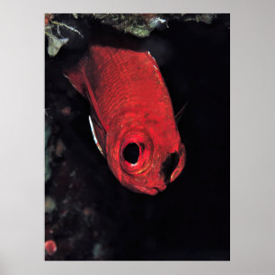 Affiche Cardinalfish Portrait