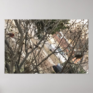 Affiche Cardinaux