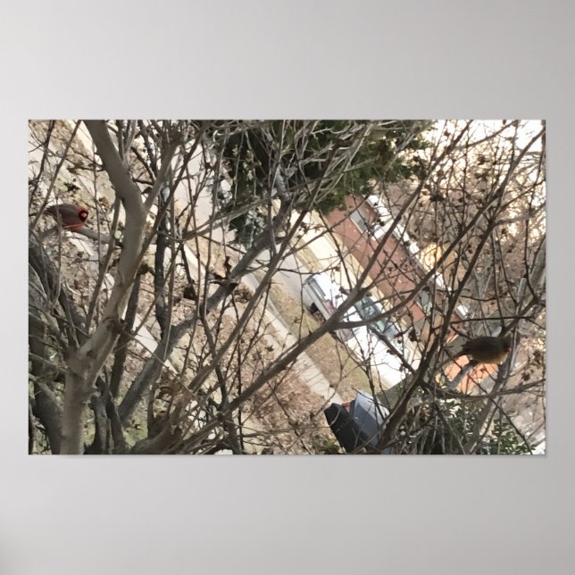 Affiche Cardinaux (Devant)