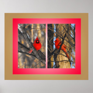 Affiche Cardinaux dans un matin "croquant" d'hiver