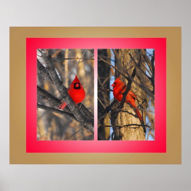 Affiche Cardinaux dans un matin d'hiver "Crisp" (Devant)