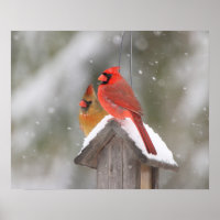 Cardinaux du Nord en neige