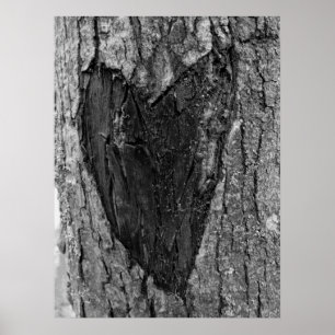 Affiche Cardiologie des arbres