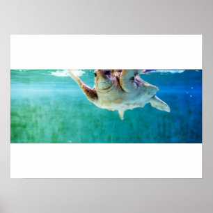 Affiche Caretta #5