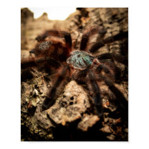 Caribena Versicolor Toe Rose Tarantula