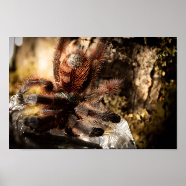 Affiche Caribena Versicolor Toe Rose Tarantula (Devant)