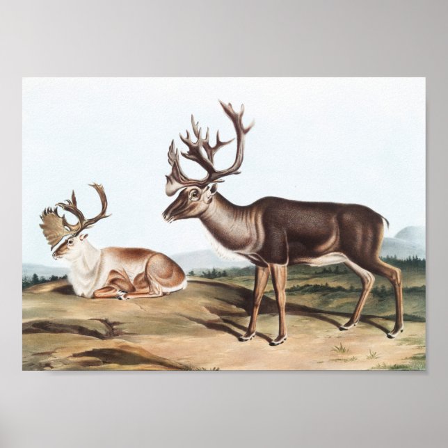 Affiche Caribou, Cerf de la Rein (Tarandus furcifer) (Devant)