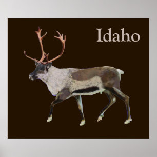 Affiche Caribou des bois