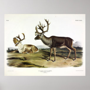 Affiche Caribou, ou rennes américains par Audubon