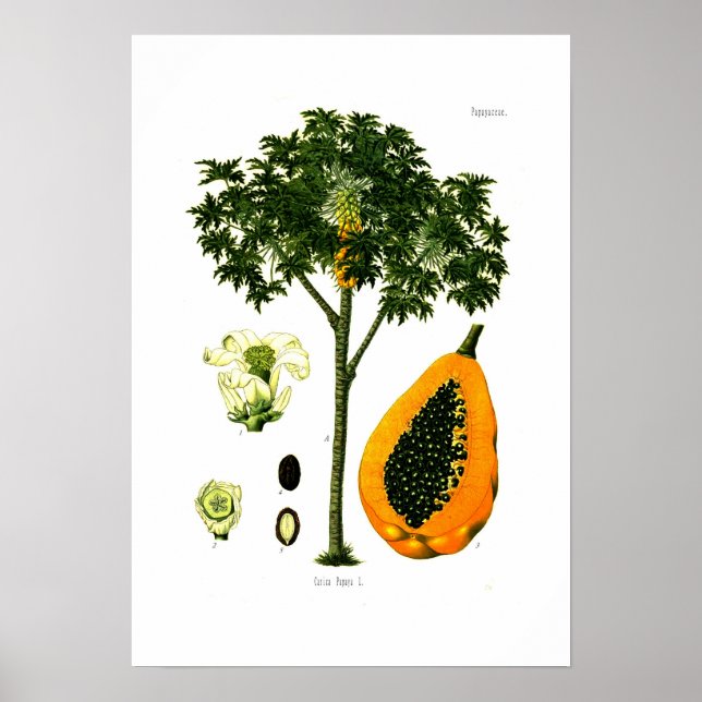 Affiche Carica papaya (Papaya) (Devant)