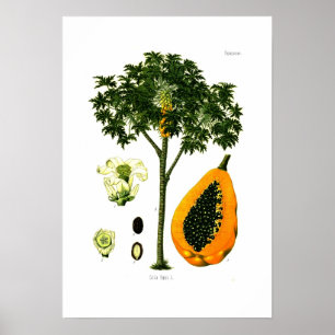 Affiche Carica papaya (papaye)